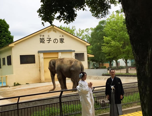 姫路動物園で象さんと撮影しました 姫路結婚式 Com